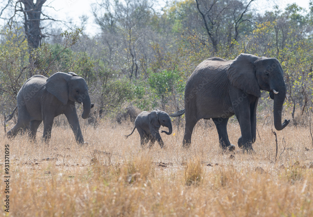 Fototapeta premium African Elephants