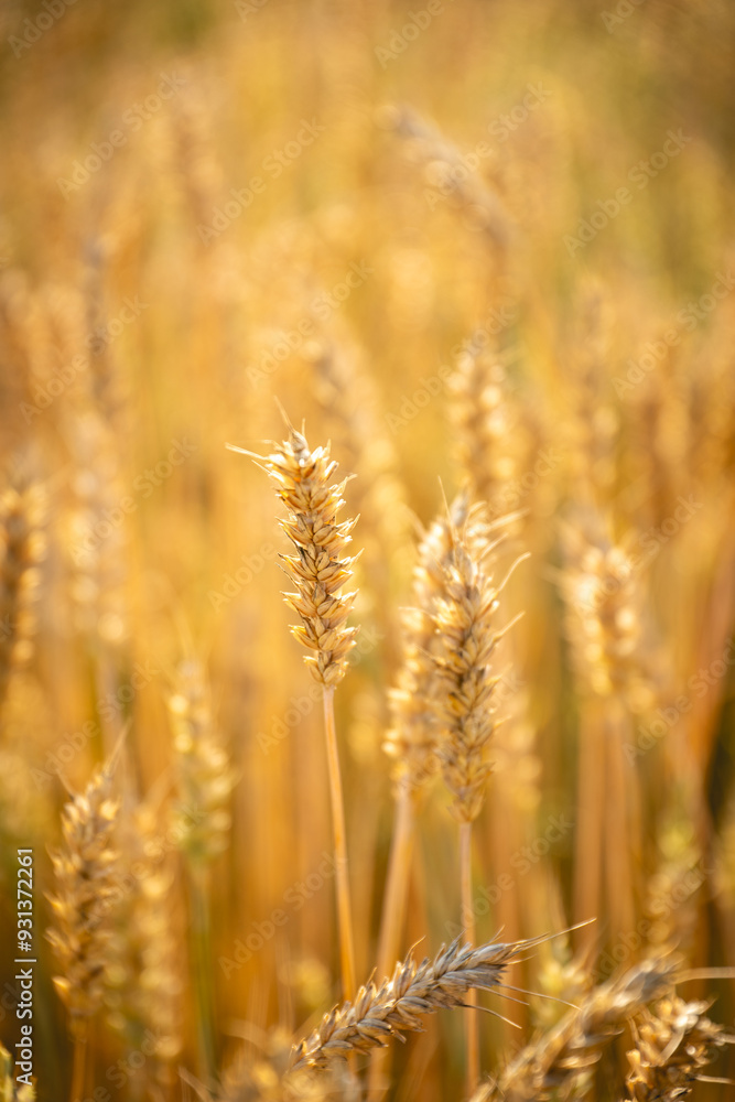 Close up of wheat ears. Field of wheat in a summer day Close up of wheat ears. Field of wheat in a summer day
