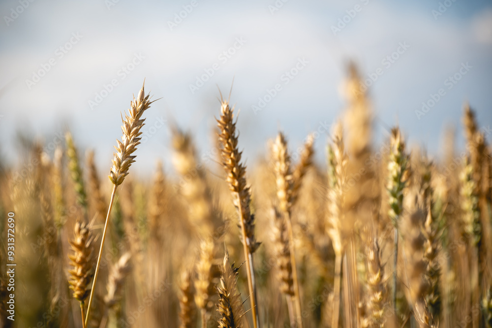 Close up of wheat ears. Field of wheat in a summer day Close up of wheat ears. Field of wheat in a summer day