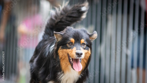 cute dog running at dog speed race