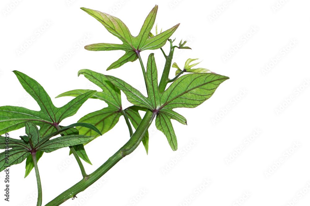 A branch of the sweet potato (Ipomoea batatas) with leaves A branch of the sweet potato (Ipomoea batatas) with leaves
