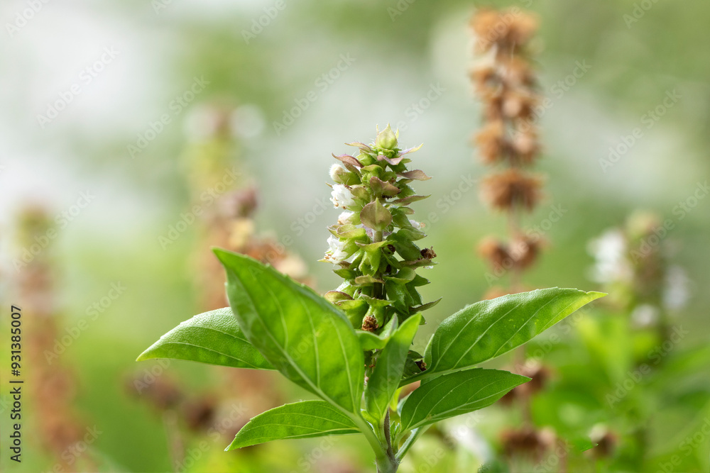 Great basil or simply basil (Ocimum basilicum), a culinary herb of the family Lamiaceae Great basil or simply basil (Ocimum basilicum), a culinary herb of the family Lamiaceae