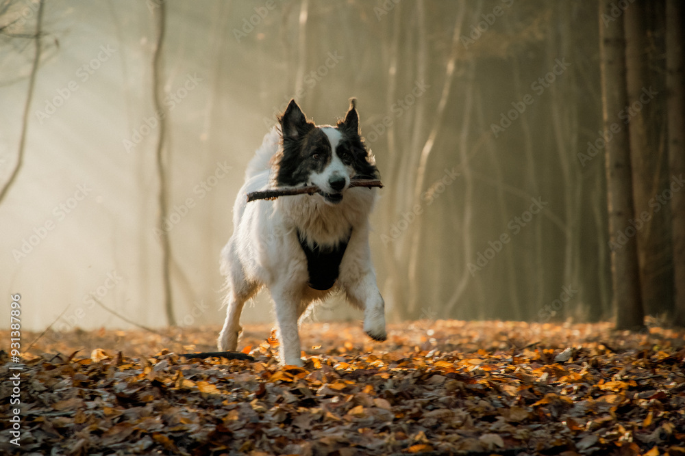 happy white dog playing in foggy forest in late autumn happy white dog playing in foggy forest in late autumn