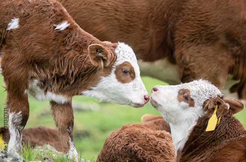Two calves show affection towards each other. Auckland.