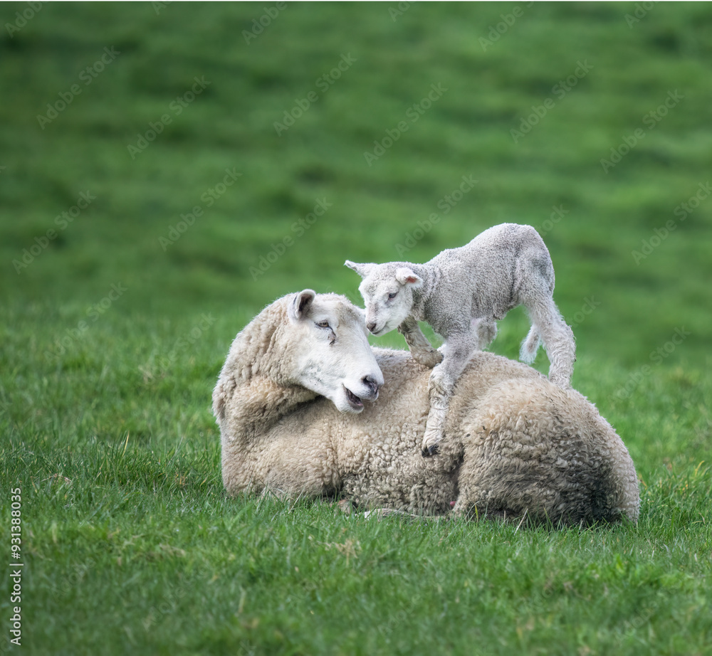 Baby lamb playing on mother’s back. Auckland. Baby lamb playing on mother’s back. Auckland.
