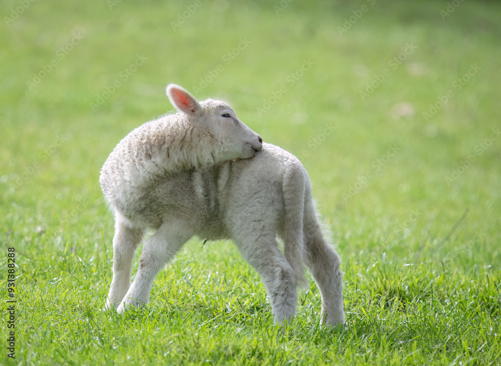 Baby lamb licking itself on the green grass in spring. Auckland. Baby lamb licking itself on the green grass in spring. Auckland.