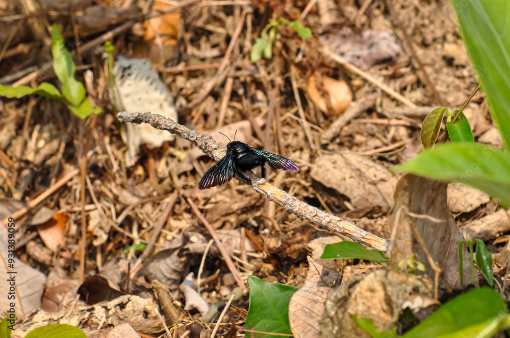 Purple carpenter bee sitting on a branch. Macro photo of a bee Purple carpenter bee sitting on a branch. Macro photo of a bee
