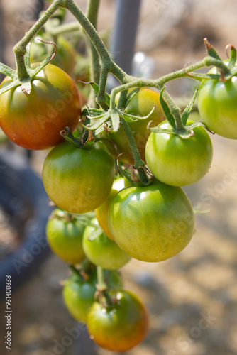Wallpaper Mural 
These are ripe cherry tomatoes. Torontodigital.ca