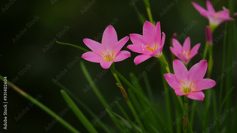 A bunch of Pink Rain Lily or Zephyranthes grandiflora swaing gently in the wind A bunch of Pink Rain Lily or Zephyranthes grandiflora swaing gently in the wind