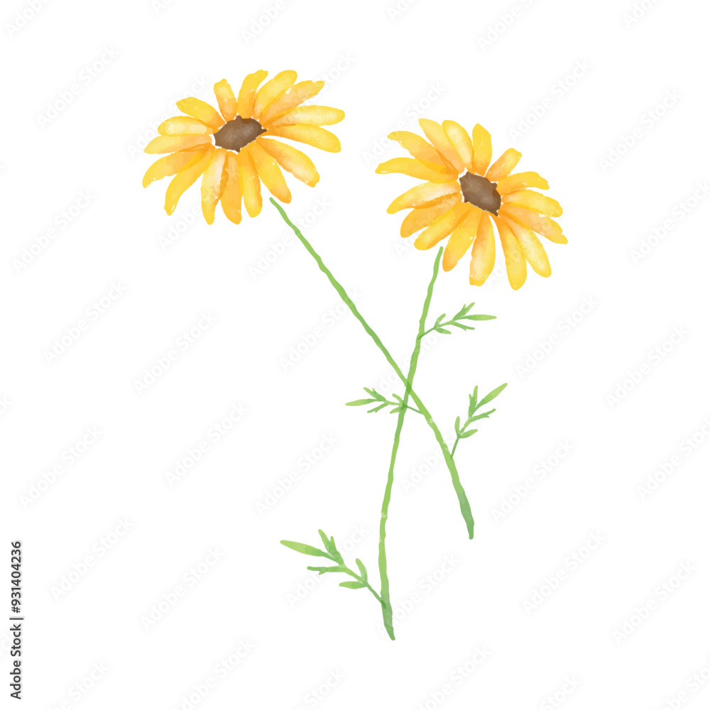Fototapeta premium Vector Illustration Daisies Watercolor