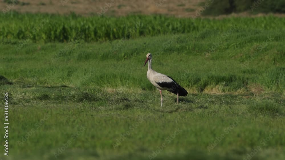Stork on green grass field. A stork in the grass. Black and white stork. Ciconia ciconia. A stork perched on the ground. Stork on green grass field. A stork in the grass. Black and white stork. Ciconia ciconia. A stork perched on the ground.