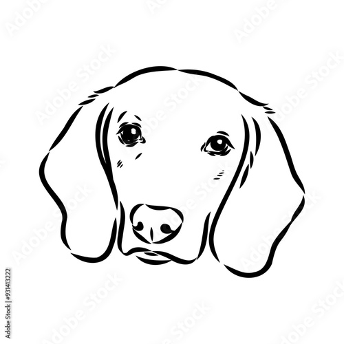 Happy American Foxhound peeking dog. Foxhound portrait. Black and white vector illustration.