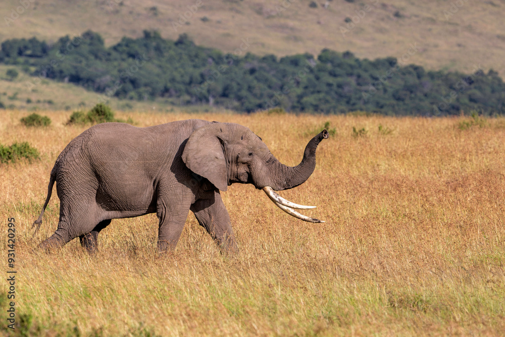 Obraz premium Elephant bull walking on the plains of the Masai Mara National Reserve in Kenya