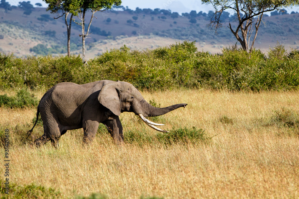 Fototapeta premium Elephant bull walking on the plains of the Masai Mara National Reserve in Kenya