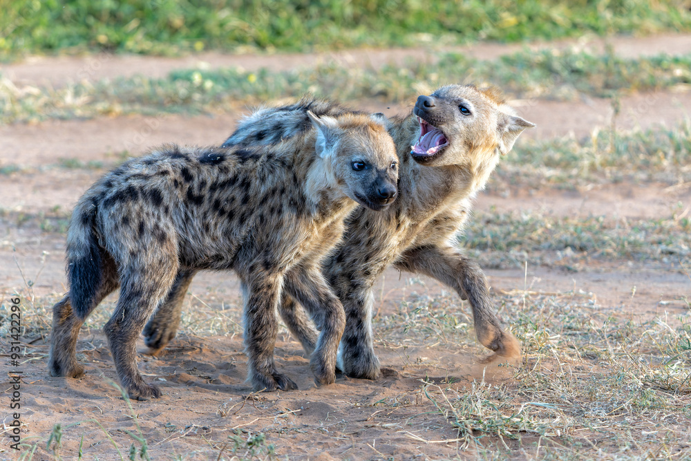 Playful Spotted Hyena pup in the early morning hanging around in Mashatu Game Reserve in the Tuli Block in Botswana Playful Spotted Hyena pup in the early morning hanging around in Mashatu Game Reserve in the Tuli Block in Botswana