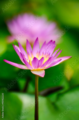 Blossoming waterlily flowers