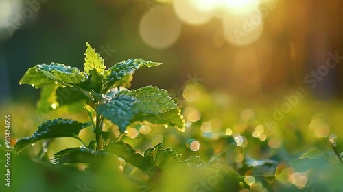 Wallpaper Mural A green plant  is growing in a field, with the sun shining in the background Torontodigital.ca