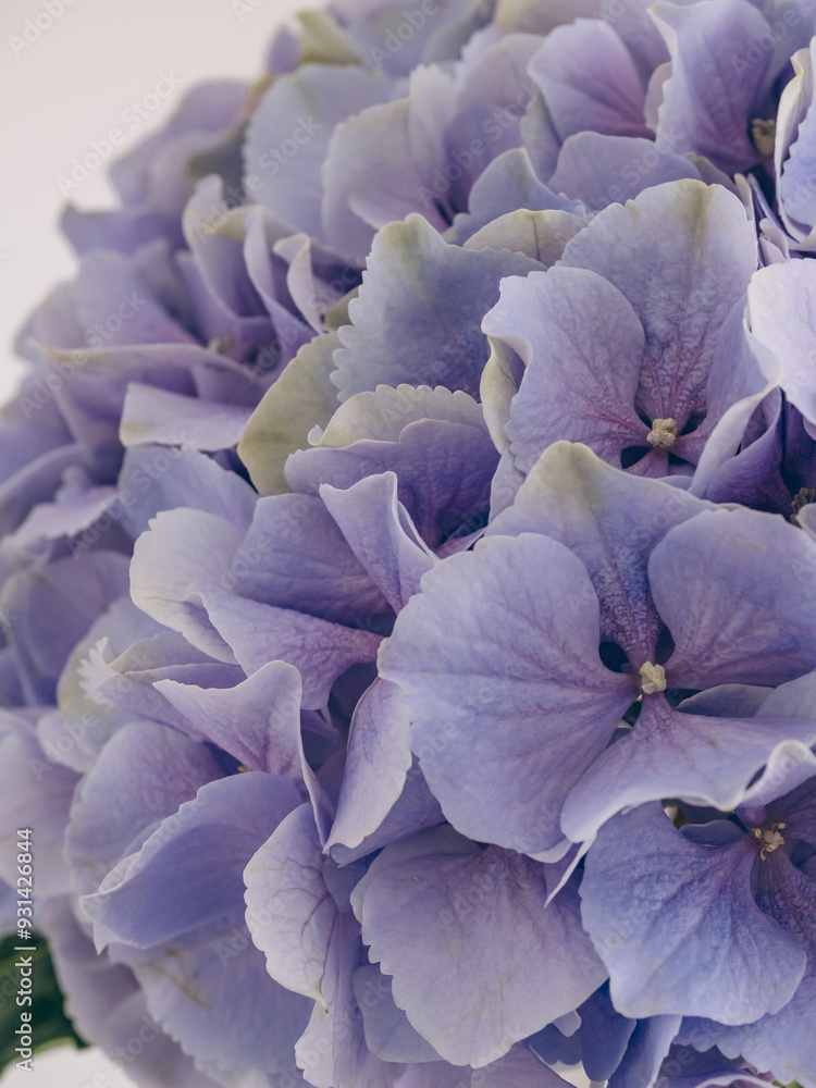 Delicate purple hydrangea close-up Delicate purple hydrangea close-up