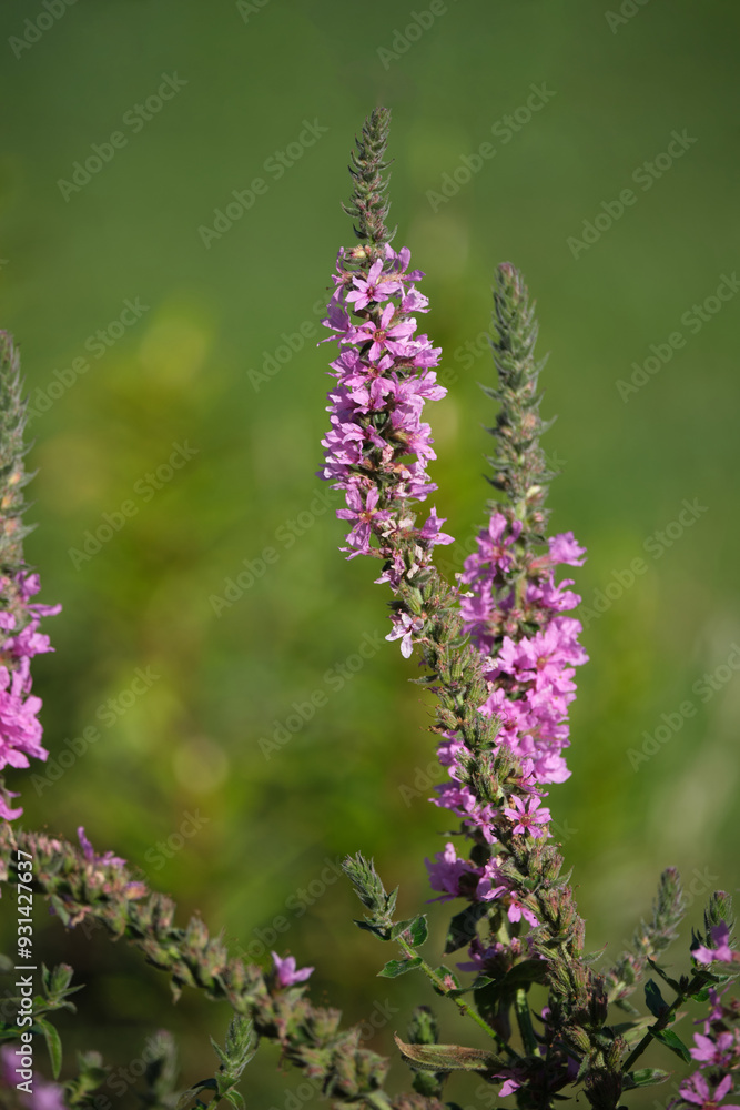 Obraz premium Delicate and bright purple loosestrife (Lythrum salicaria) plant against a blurred background of a summer garden. Selective focus