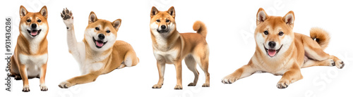 Wallpaper Mural Shiba dog png cut out element set Torontodigital.ca
