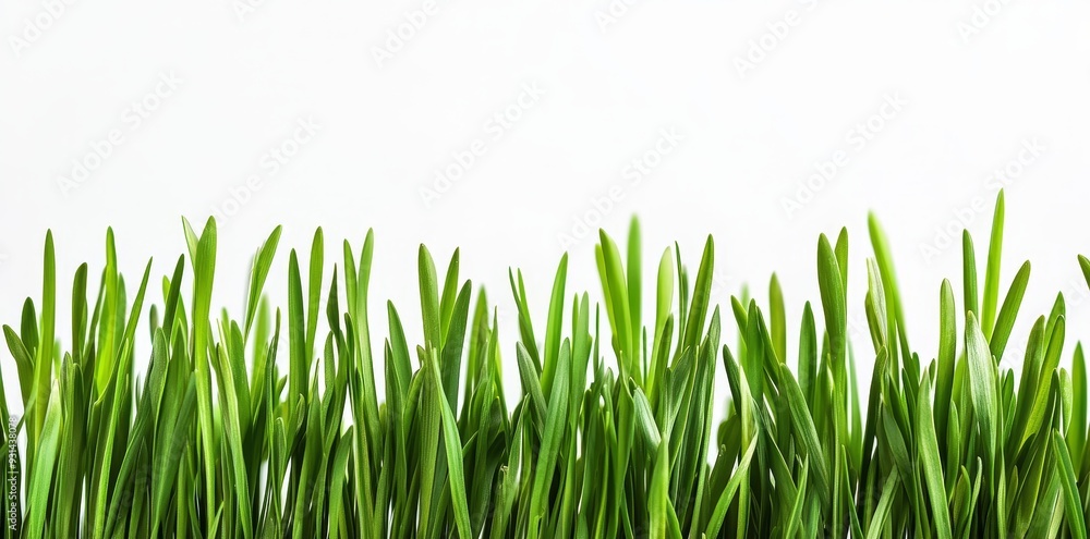 Grass cut out field transparent background png Grass cut out field transparent background png