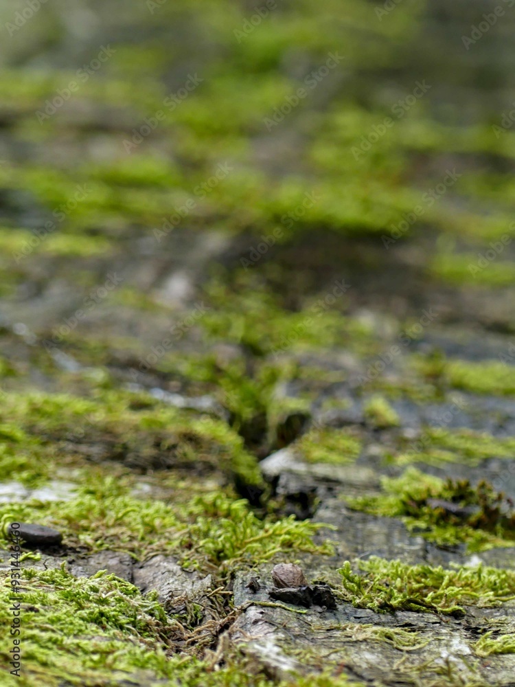 Hiking in the Argonne forest in France - Texture of green moss on a bench Hiking in the Argonne forest in France - Texture of green moss on a bench
