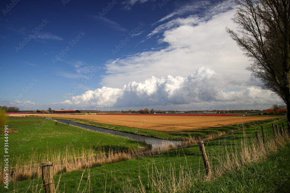 Fototapeta premium Fields of flowering tulips where flower bulbs are grown on Goeree-Overflakkee attracting dutch tourist