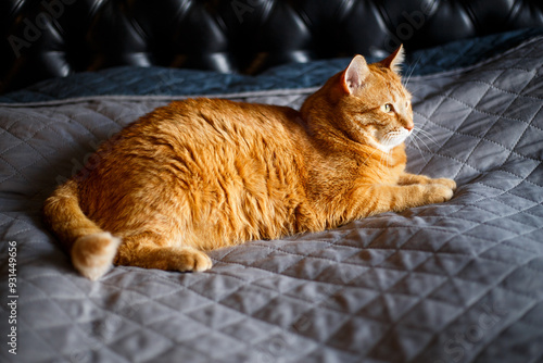 Beautiful red cat close-up. The ginger funny cat is looking at the camera and relax in bedroom on black background. photo