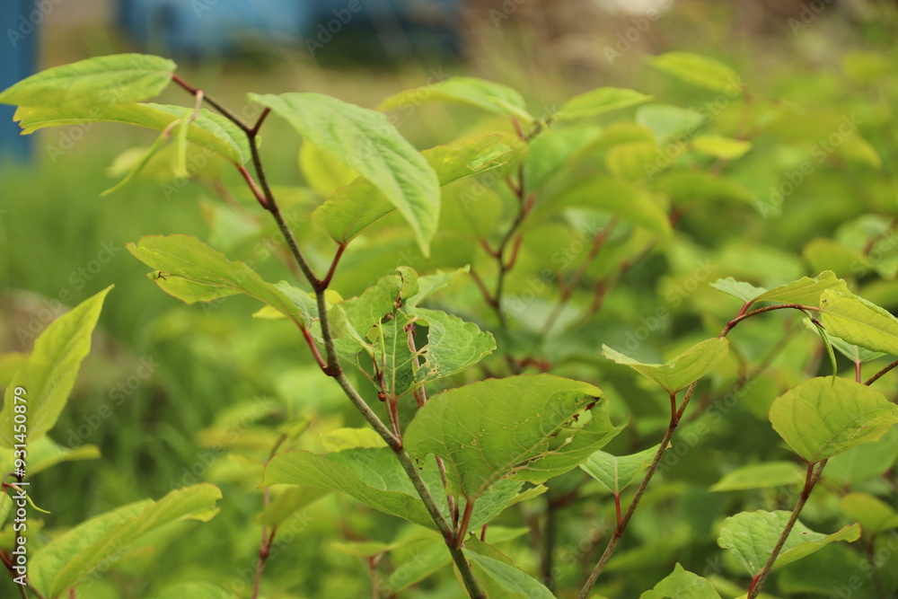 Leaves of Japanese knotweed as an invasive exotic species Leaves of Japanese knotweed as an invasive exotic species