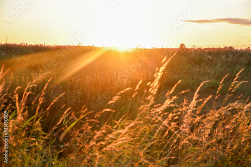 sunset rays over leaves in the Zuidplaspolder photo