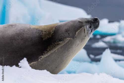 Close-up of a crabeater seal -Lobodon carcinophaga- resting on a small iceberg near the fish islands on the Antarctic peninsula photo