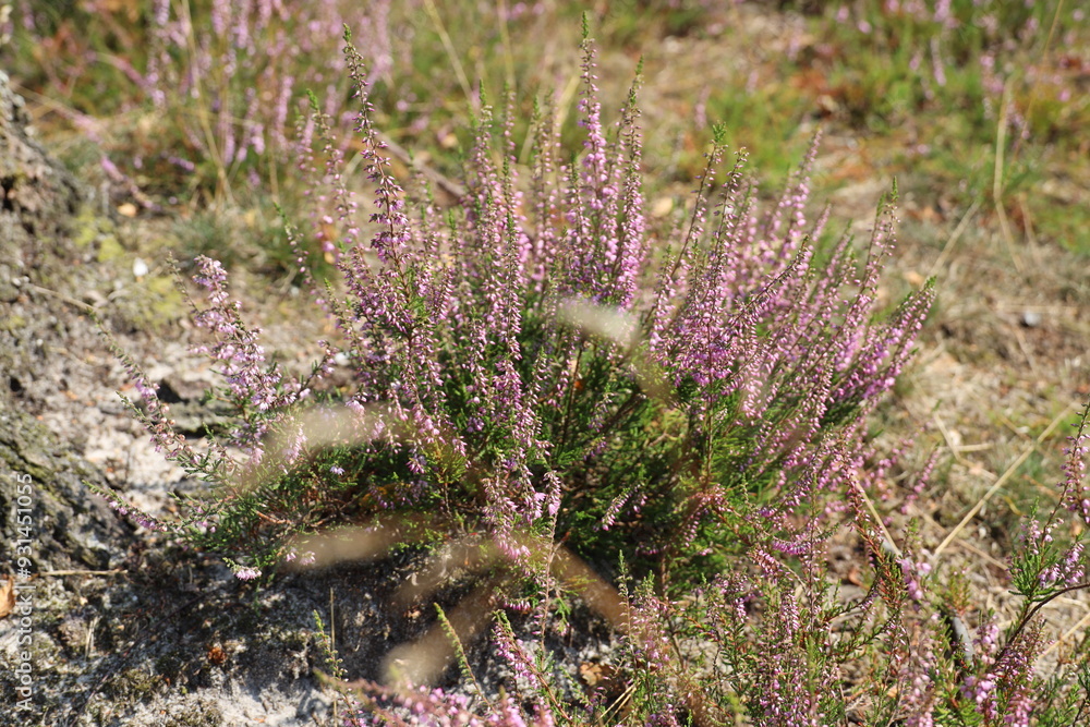 Purple flowers of heather in bloom on the Veluwe Purple flowers of heather in bloom on the Veluwe