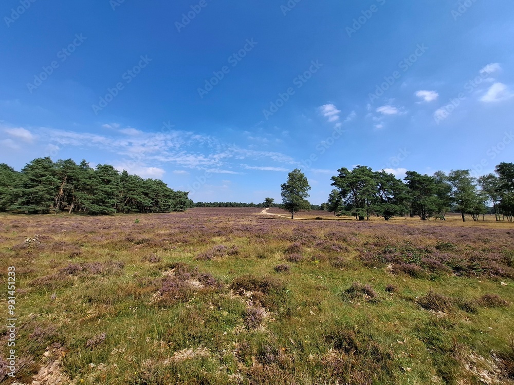 Purple flowers of heather in bloom on the Veluwe Purple flowers of heather in bloom on the Veluwe