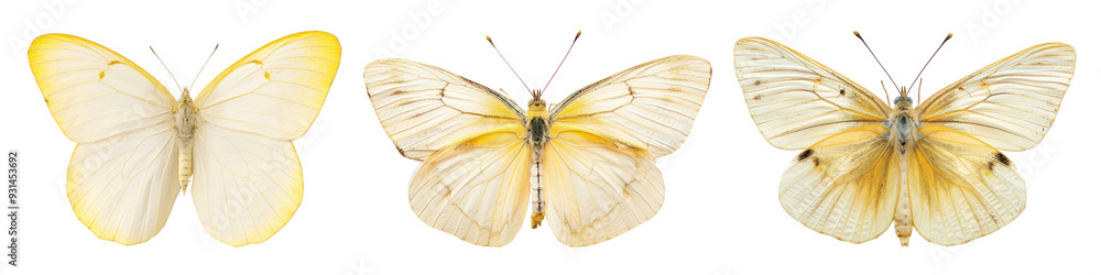 Naklejka premium Moth png cut out element set