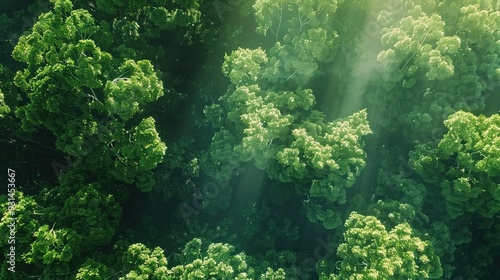 Lush green forest canopy viewed from above sunlight filtering through leaves