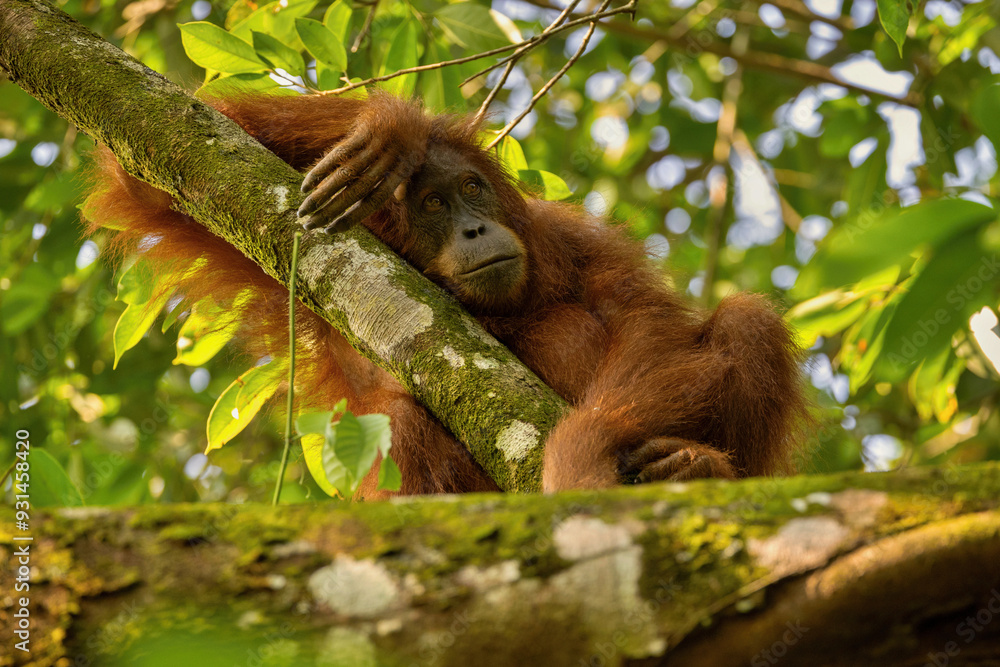Obraz premium Sumatran orangutan in the nature habitat. Amazing sumatran jungle. Beautiful sumatran wildlife. Adventure paradise. Rare and endangered species.