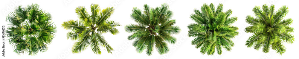 Top view of tree png cut out element set Top view of tree png cut out element set