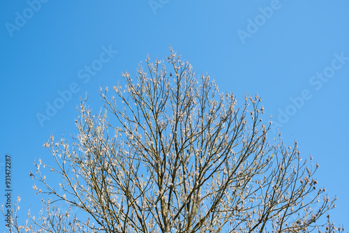 Crown of an ash tree against a background of blue sky. Natural background. Copy space. Place for text. Springtime flora. Branches without leaves