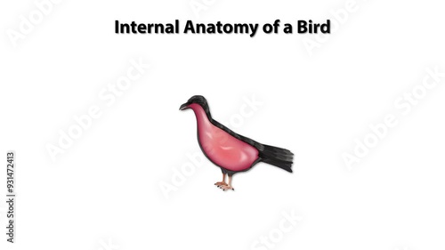 Internal Anatomy of a Bird photo