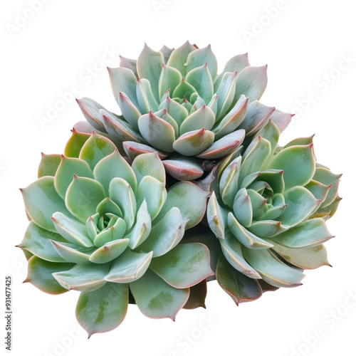 Assorted Succulents Isolated on Transparent Background, Ideal for Eco-Friendly Home and Office Decor