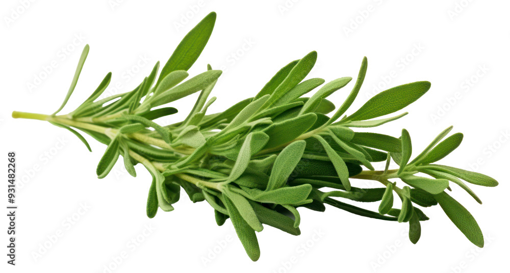 PNG Herbs plant leaf transparent background PNG Herbs plant leaf transparent background