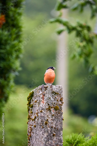 orange common bullfinch on stone