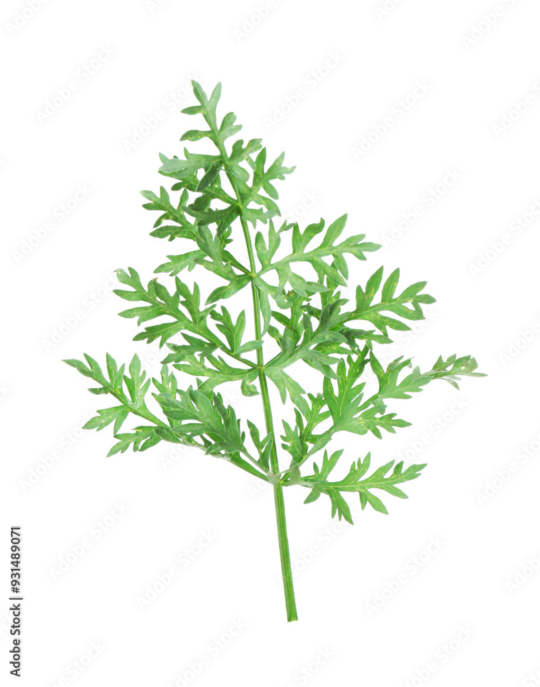 One green carrot twig isolated on white One green carrot twig isolated on white