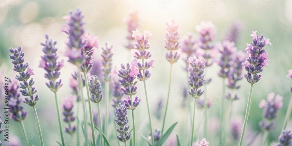 Obraz premium Delicate, dreamy purple lavender flowers bloom in soft, whimsical watercolor hues, isolated on a crisp white background, evoking a sense of serene elegance.