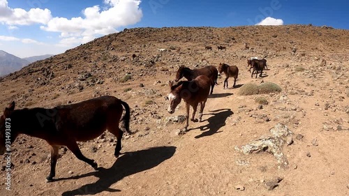 Donkeys and mules are going down the Volcano Damavand in Elbrus mountain range, Iran