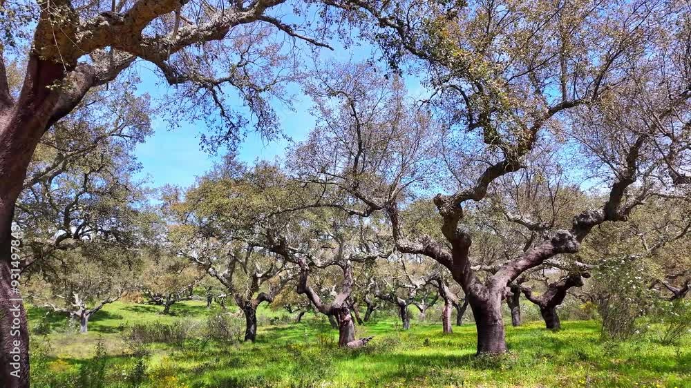 Walking through the Cork Oak forest at Hortas de Baixo near Arronches, Alentejo, Portugal. Walking through the Cork Oak forest at Hortas de Baixo near Arronches, Alentejo, Portugal.