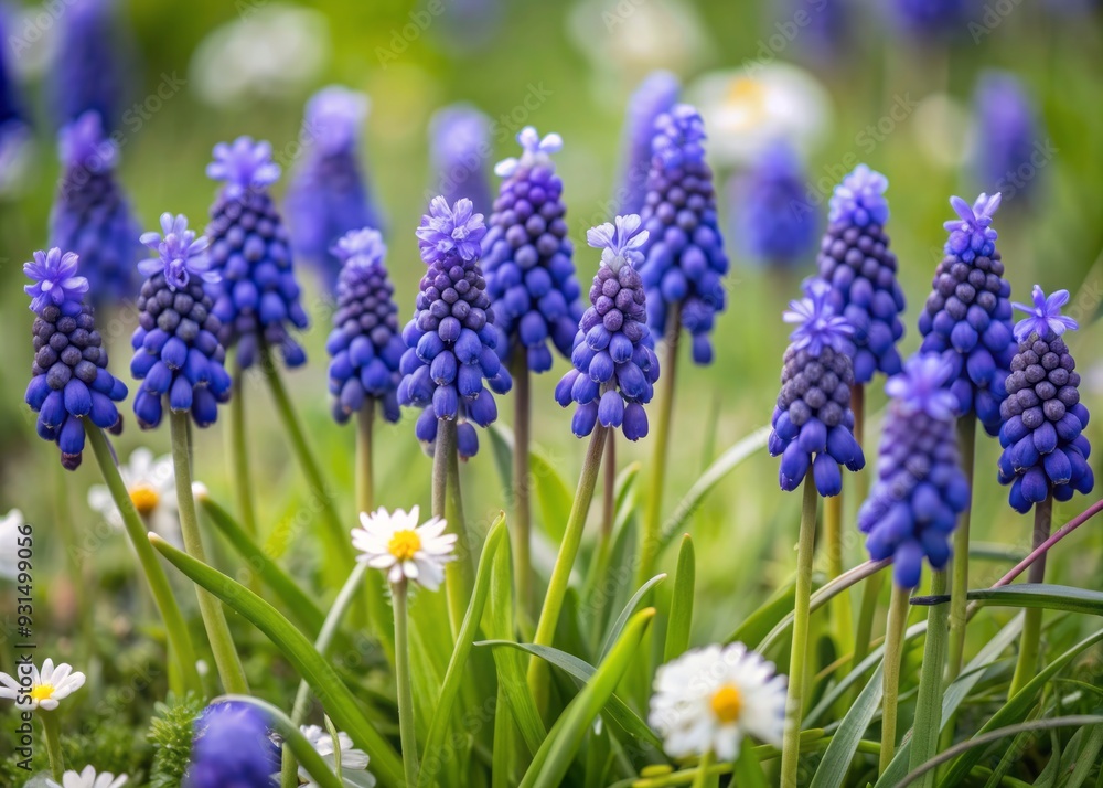 Fototapeta premium Vibrant blue grape hyacinth flowers bloom in a lush green meadow, surrounded by delicate white blooms and soft Focus background, evoking a sense of serene beauty.