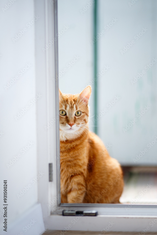 The purebred ginger cat peeks out from behind the door in the room. Copy space. Red kitten on sunny kitchen. The purebred ginger cat peeks out from behind the door in the room. Copy space. Red kitten on sunny kitchen.