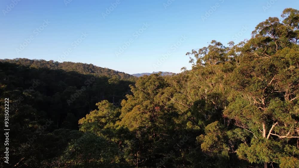 Rising Over Grey Gum Trees Of D'Aguilar National Park, Mount Mee In Queensland, Australia. Aerial Drone Shot Rising Over Grey Gum Trees Of D'Aguilar National Park, Mount Mee In Queensland, Australia. Aerial Drone Shot