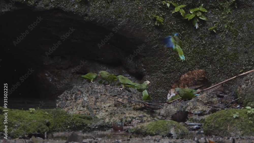 Lots of little parrots sitting around water. Green blue colorful. Lots of little parrots sitting around water. Green blue colorful.